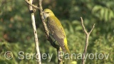 Video of Golden oriole - Golden oriole on the top of the tree near to its nest